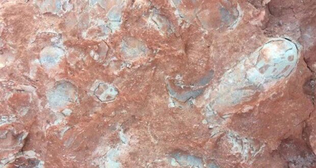 130 milyon yıllık dinozor yumurtası Uzay Haber Bilim Dinazor Çin Bilim Adamı Araştırma